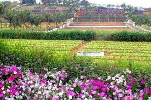 看看她的坎坷創業路,建立生態園助力鄉親脫貧