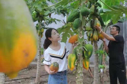 淄博淄川 山東欣澤順富硒生態園，南果北種繪就鄉村振興的‘硒’望畫卷