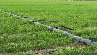 準(zhǔn)旗啟動(dòng)新農(nóng)業(yè)項(xiàng)目 生態(tài)園建設(shè)惠及8村，3970畝藍(lán)圖鋪展鄉(xiāng)村振興新畫(huà)卷